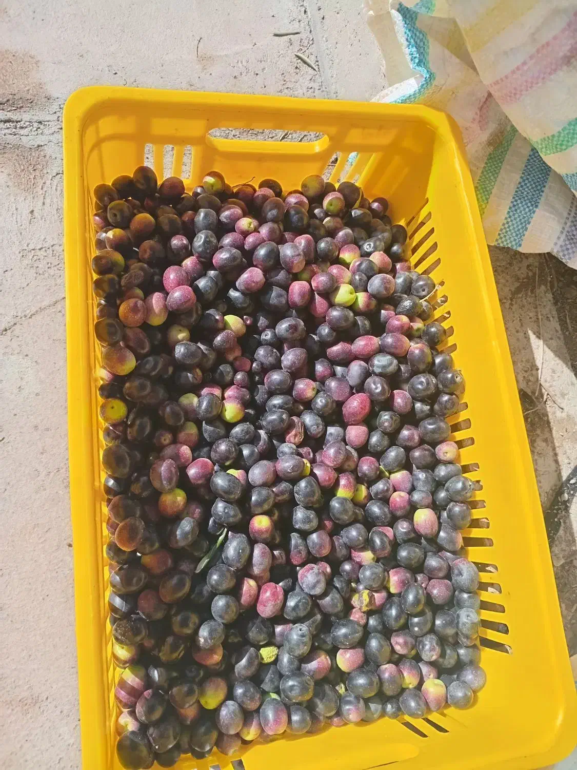 روغن زیتون اصل شمال|خوردنی و آشامیدنی|رشت, آب آسیاب|دیوار