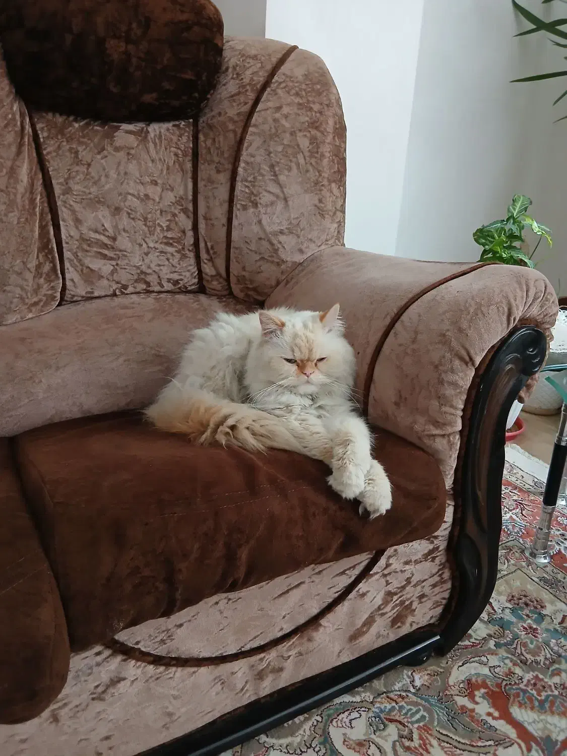 گربه ی پرشین|گربه|لنجان, |دیوار