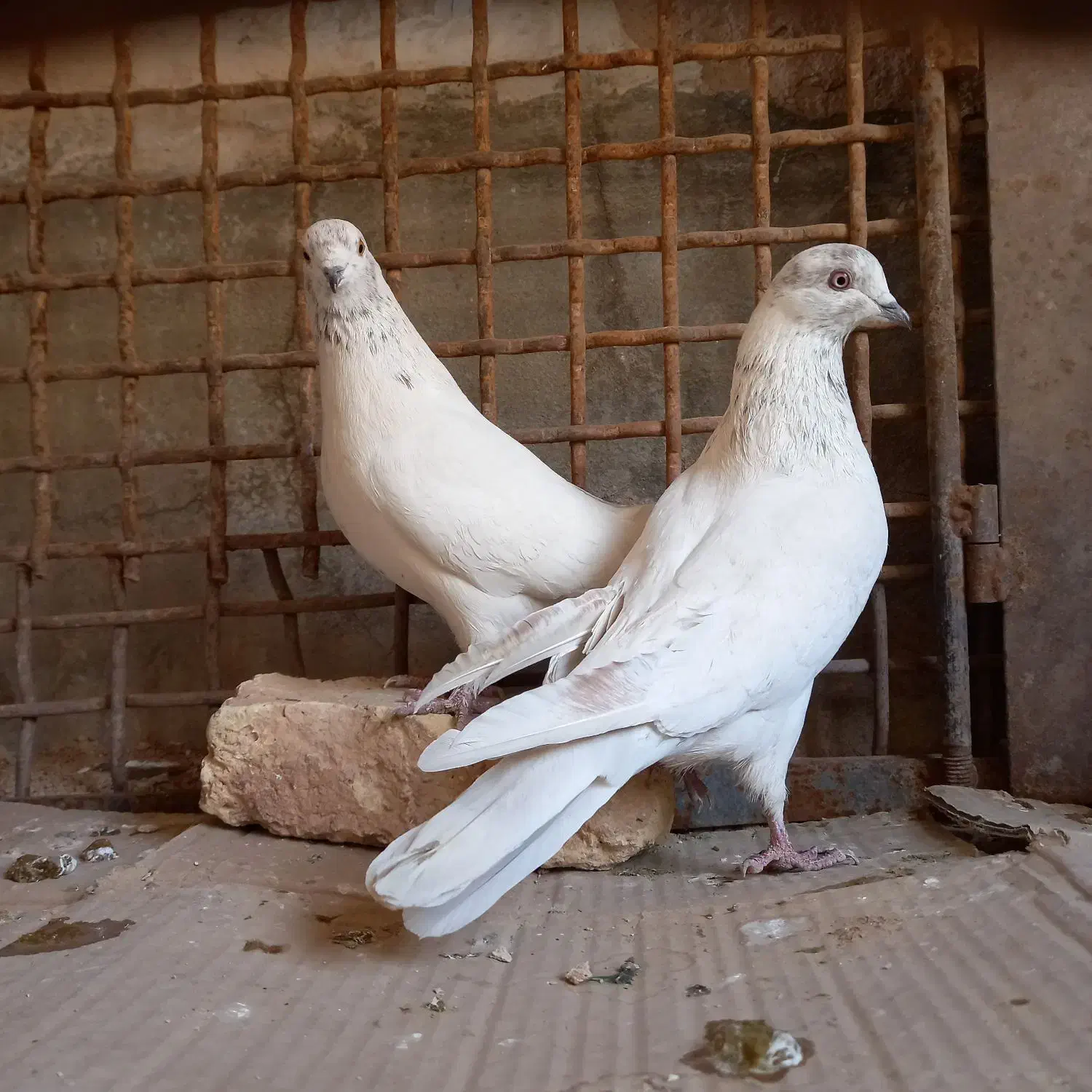 کفتر خالگرد|پرنده|شهرکرد, |دیوار