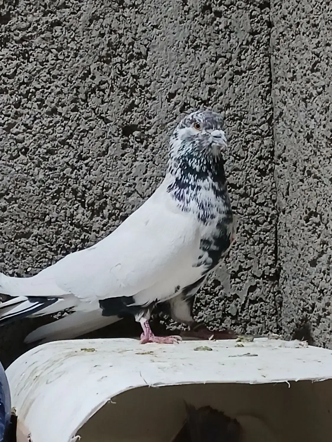 شریک کاری|فعالیت داوطلبانه تحقیقاتی|بومهن, |دیوار