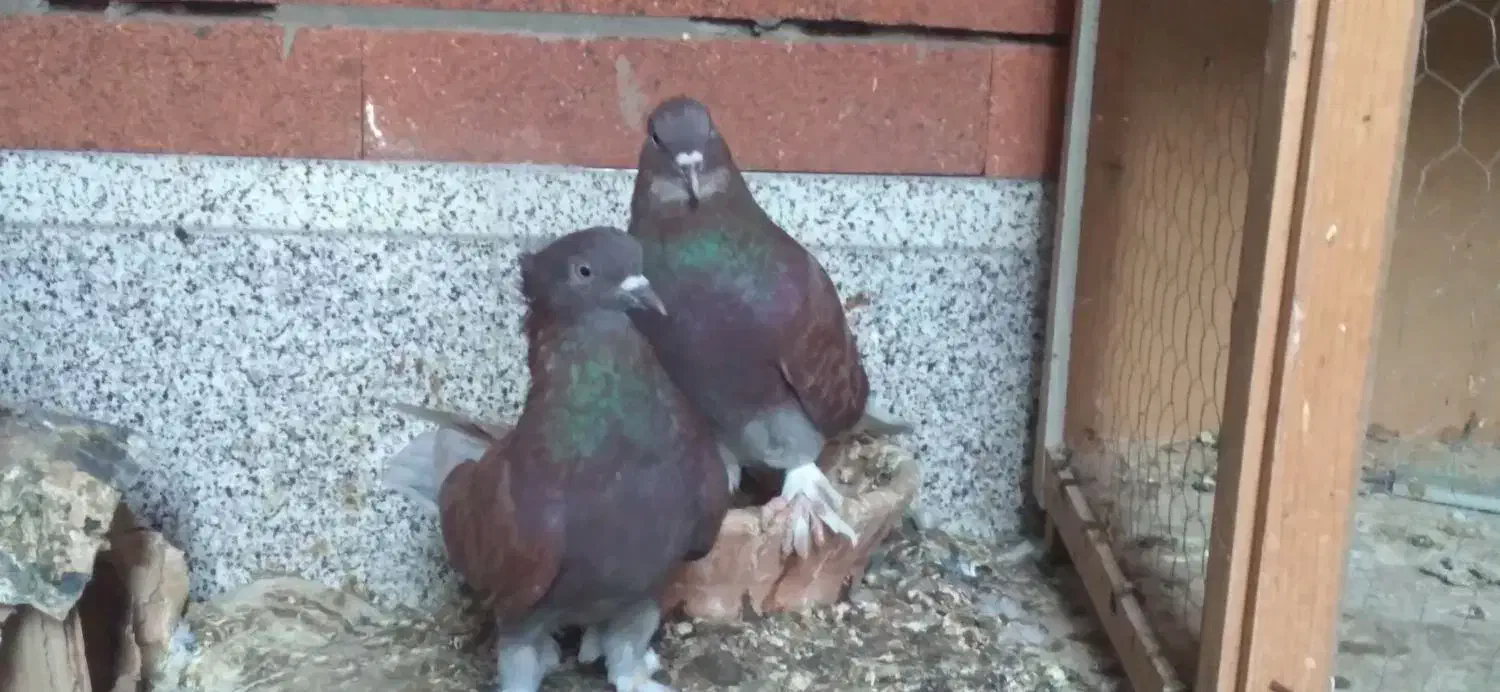 حراج کبوتر|پرنده|قم, ناصردیوان|دیوار