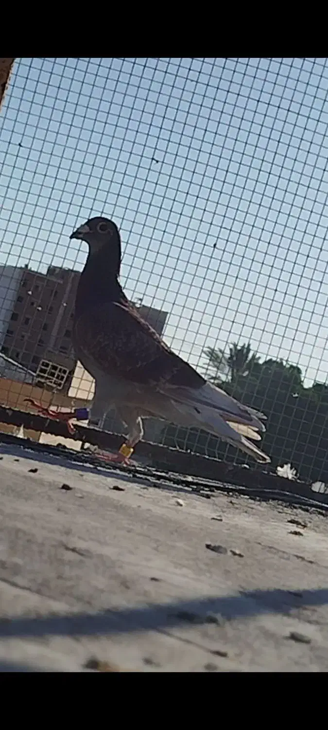 شکار دریا|پرنده|چابهار, |دیوار