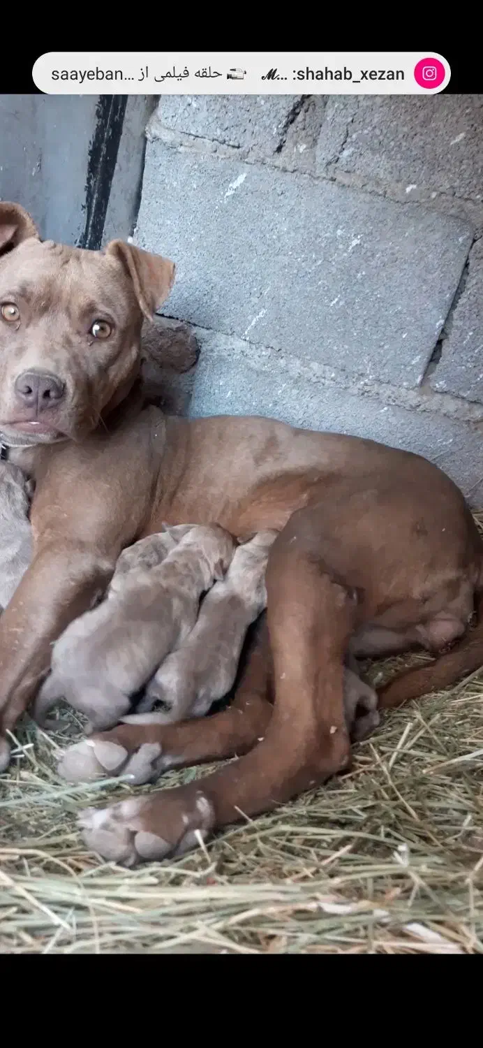 سه عدد توله ماده پیتبول امریکن نژاد دار|سگ|خلخال, |دیوار