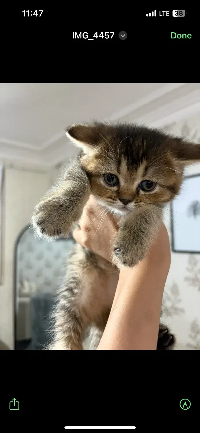 گربه اسکاتیش|گربه|آبادان, |دیوار