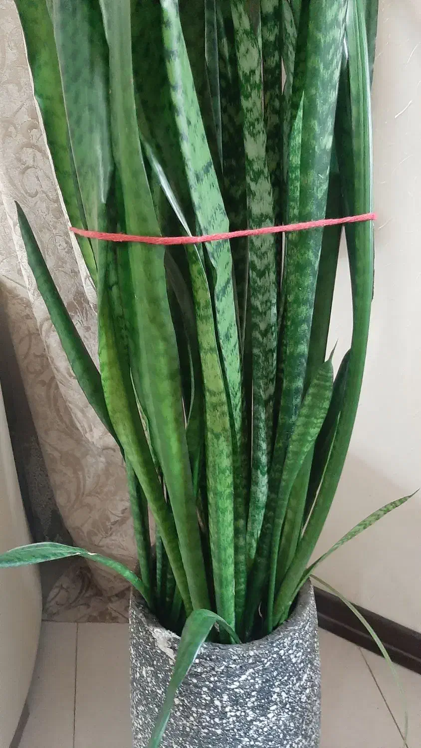 گل سانسوریا|گل و گیاه طبیعی|اصفهان, گرکان|دیوار