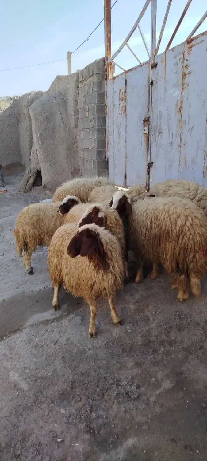 فروش ۷عدد بره ماده سنجابی|حیوانات مزرعه|کرمانشاه, |دیوار