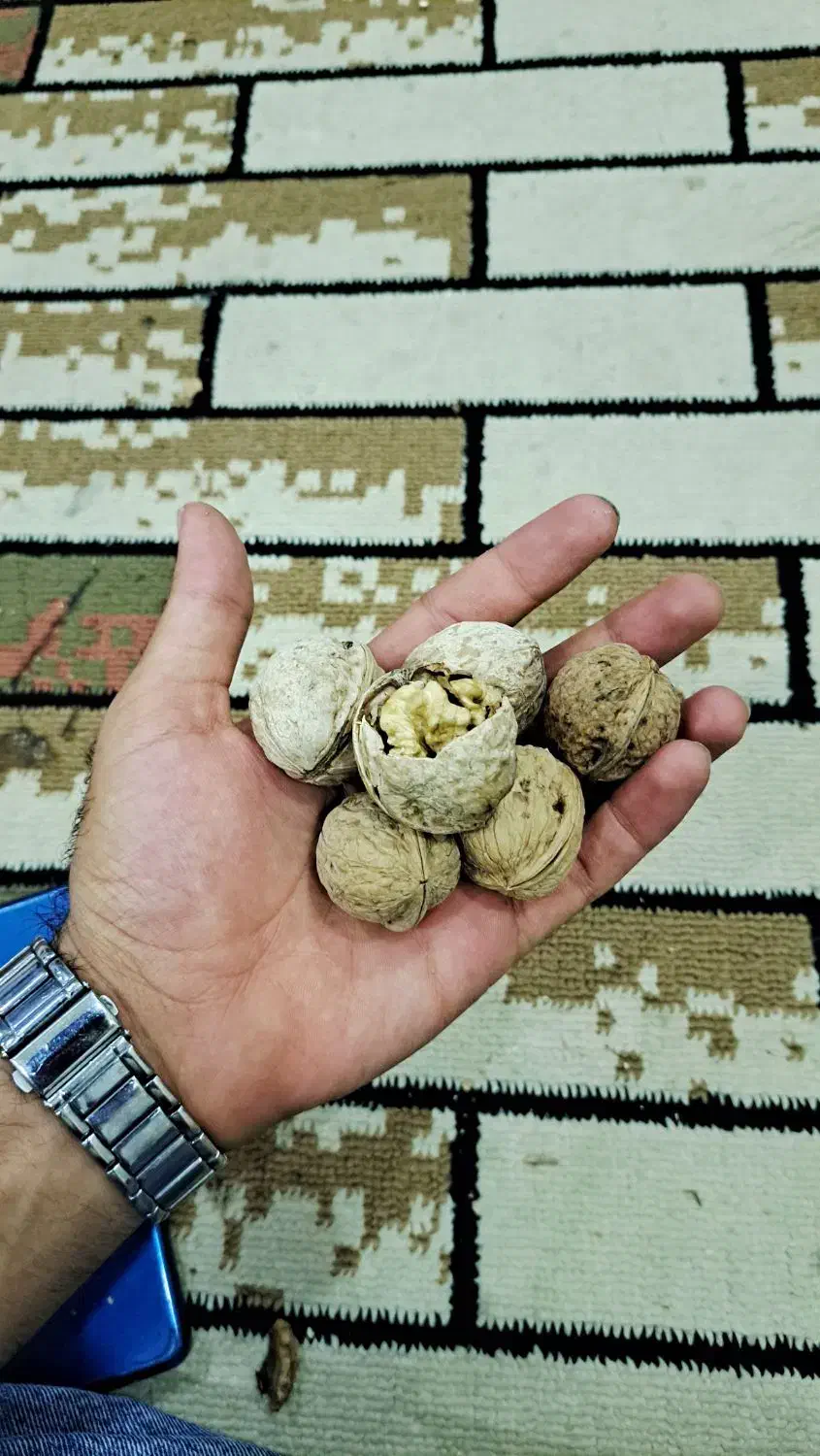 گردو چغاخور سفید و چرب پوست کاغذی|خوردنی و آشامیدنی|شاهین‌شهر, شهرک گلدیس|دیوار