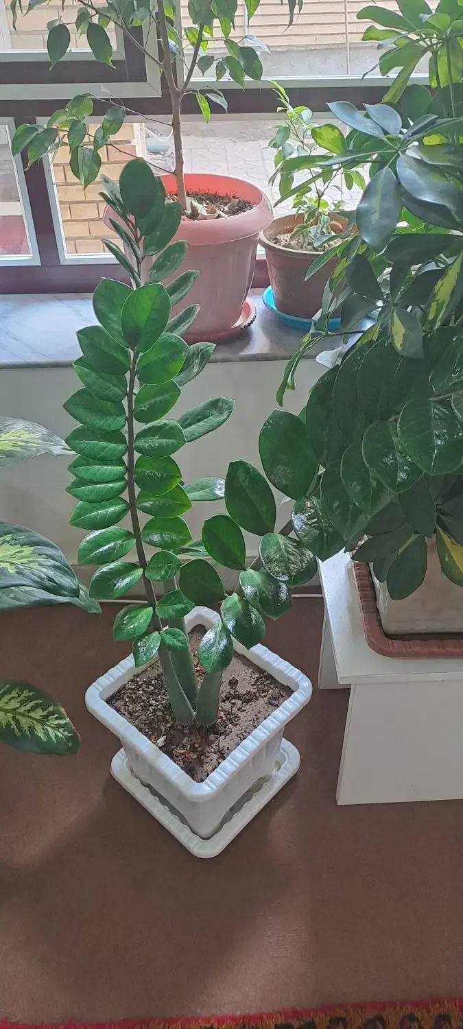 گل و آپارتمانی|گل و گیاه طبیعی|خسروشاه, |دیوار