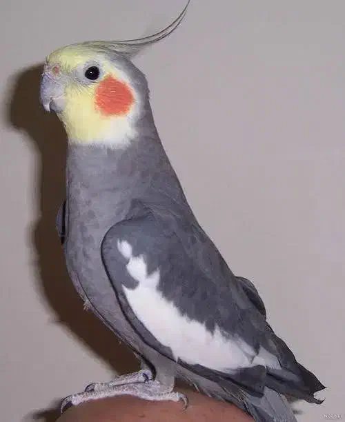 عروس هلندی نر|پرنده|ابهر, |دیوار