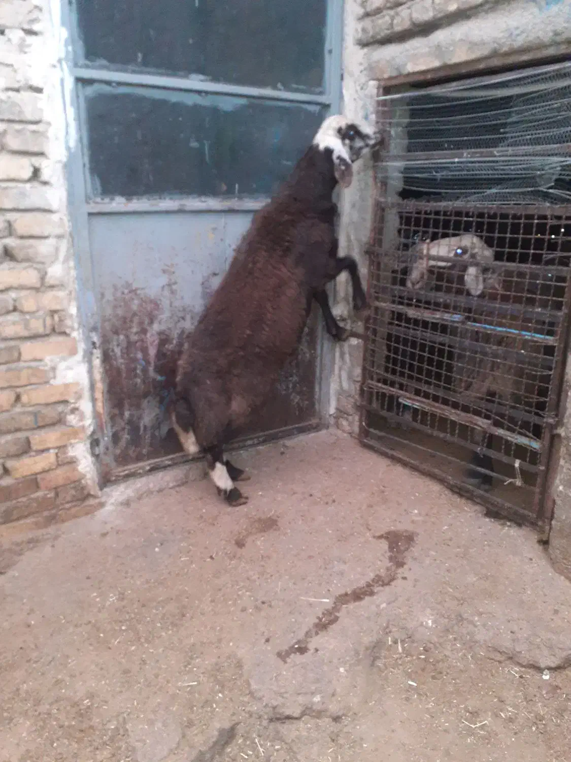 بره قوچ سر سفید|حیوانات مزرعه|گیان, |دیوار