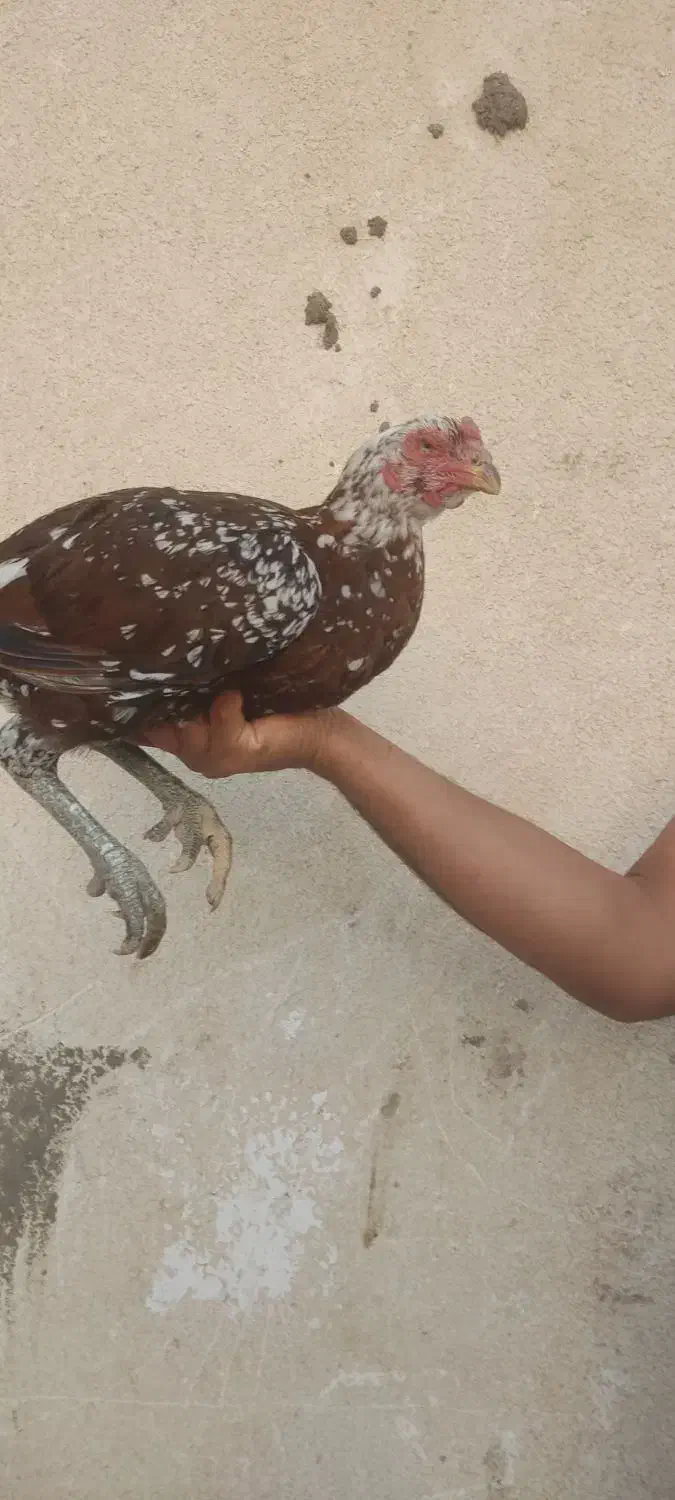 حیوانات مزرعه|حیوانات مزرعه|میناب, |دیوار