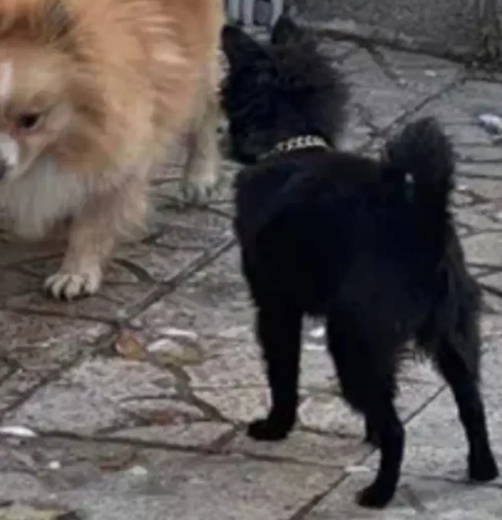 واگذاری پامر پیکینیز شیتزو|سگ|خرم‌آباد, |دیوار