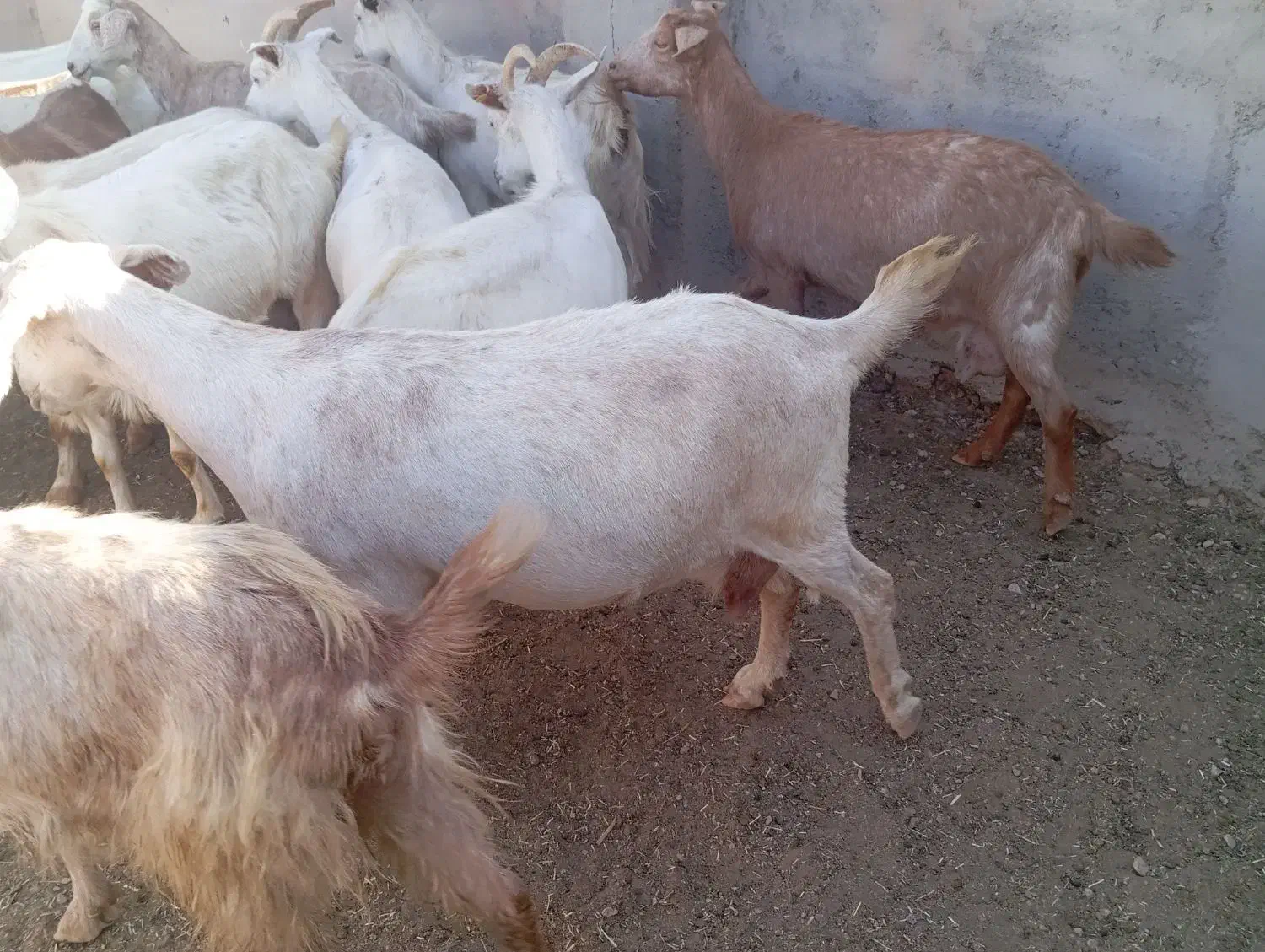 تعداد 29راس بز آبستن|حیوانات مزرعه|مهریز, |دیوار