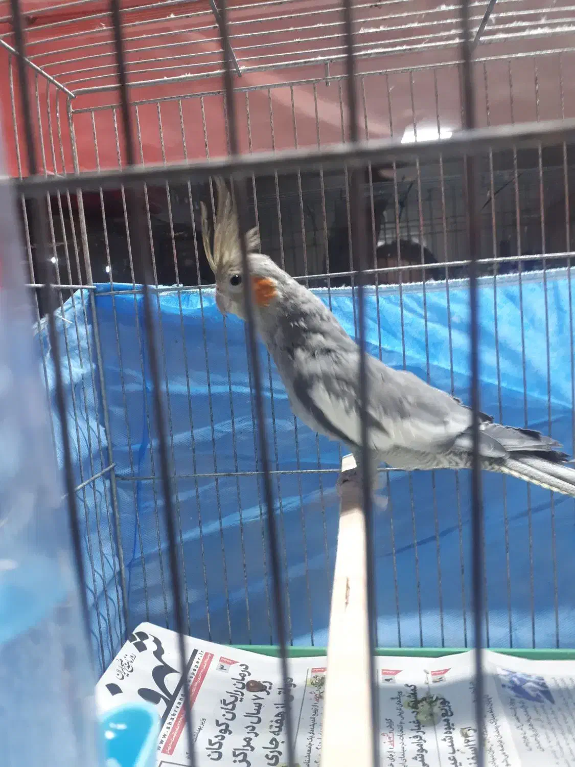 عروس هلندی نر دستی|پرنده|کرج, کرج نو|دیوار