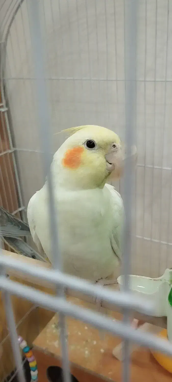 عروس هلندی|پرنده|ری, شهرک نظامی|دیوار