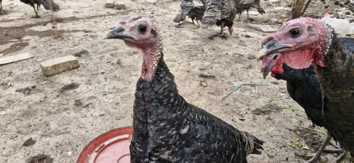 13عدد بوقلمون فروشی|حیوانات مزرعه|ورامین, ورامین|دیوار