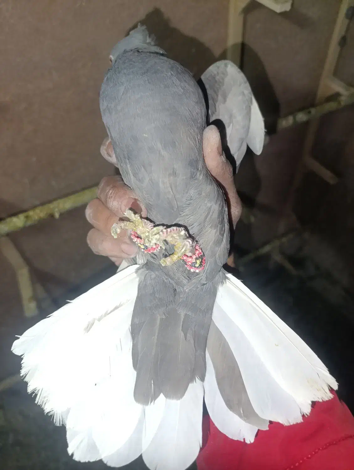 دم سفید|پرنده|شیراز, سعدیه شمالی|دیوار