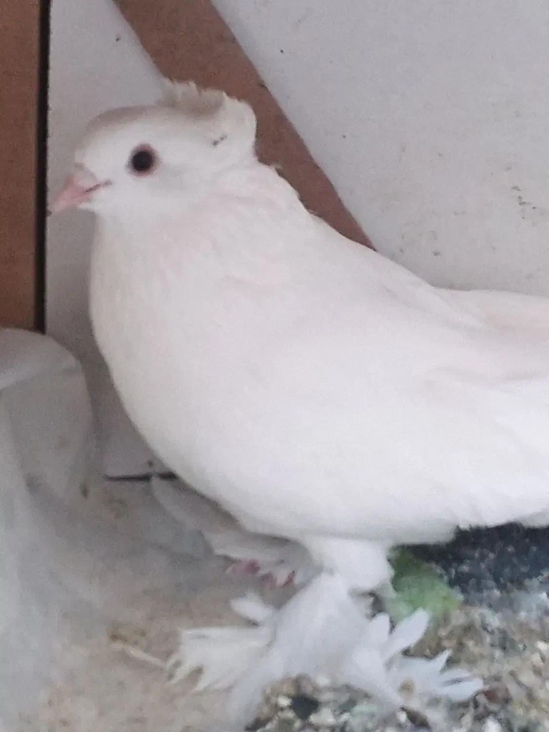 رواعب سفید|پرنده|قم, زاویه|دیوار