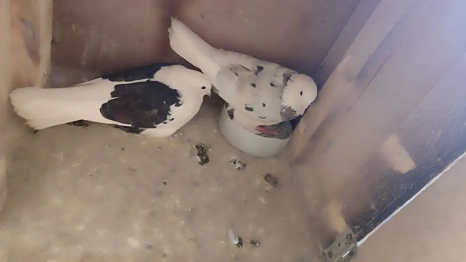 حراج|حیوانات|کرج, اخترآباد|دیوار