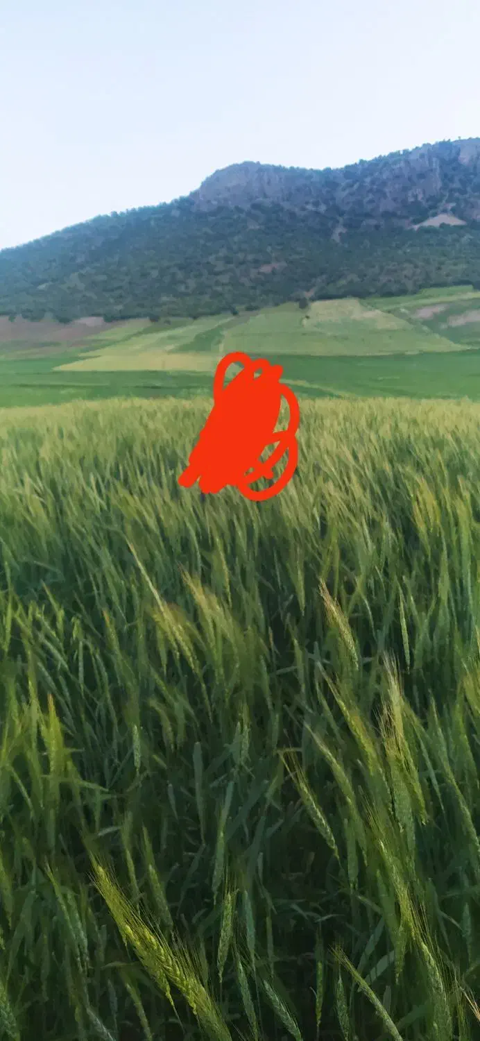 گندم بزری ازر  دو اسلاح شده تمیز|عمدهفروشی|اسلامآباد غرب, |دیوار