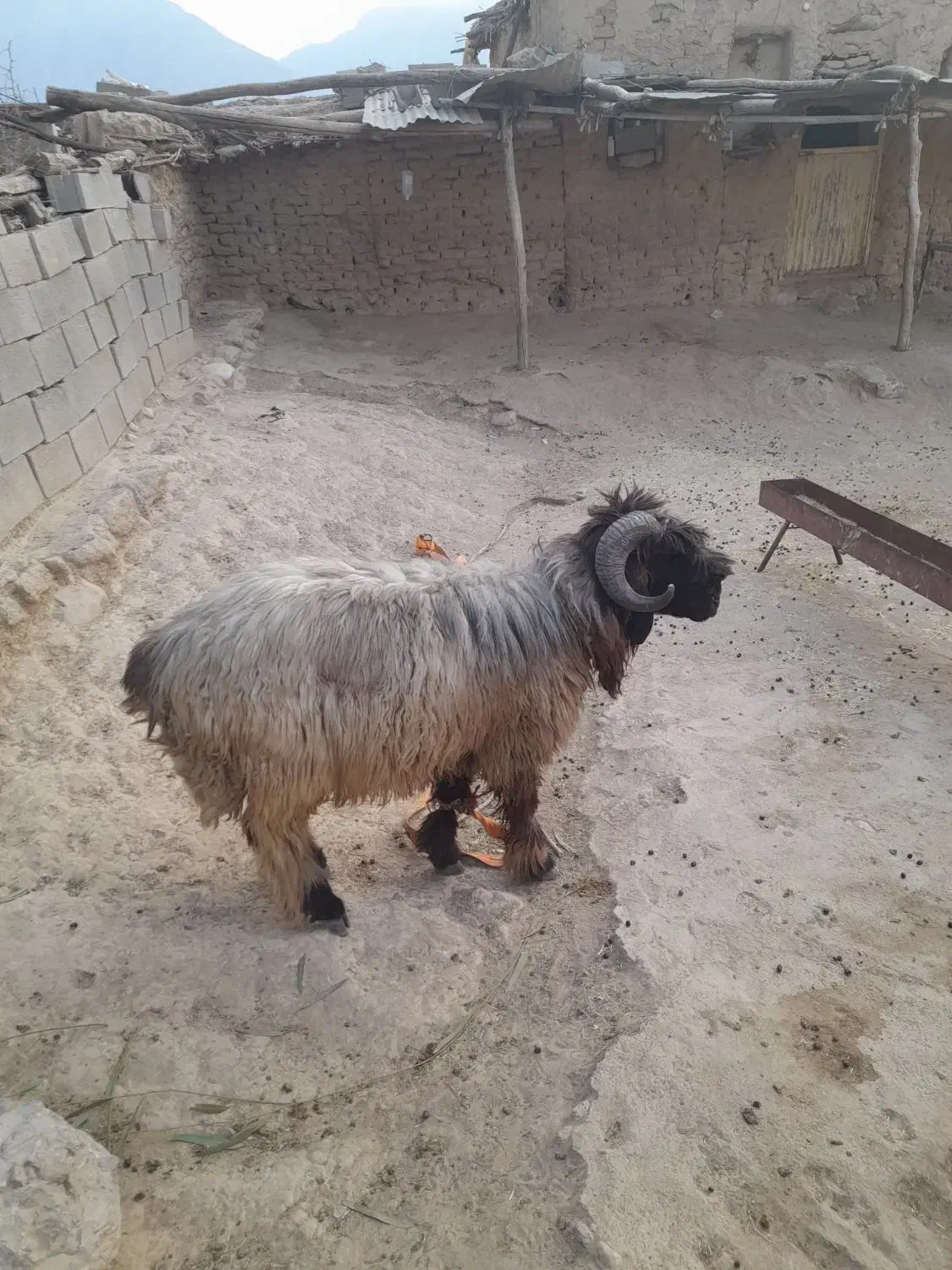 قوچ ترکی برای فروش|حیوانات مزرعه|ایذه, |دیوار