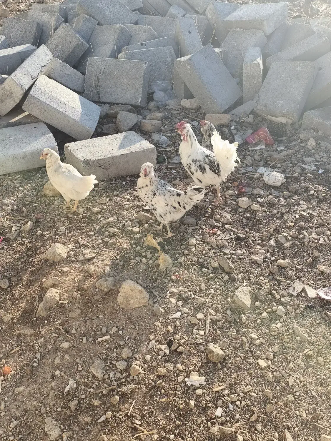 تخم مرغ گلین|خوردنی و آشامیدنی|دشت ذهاب, |دیوار