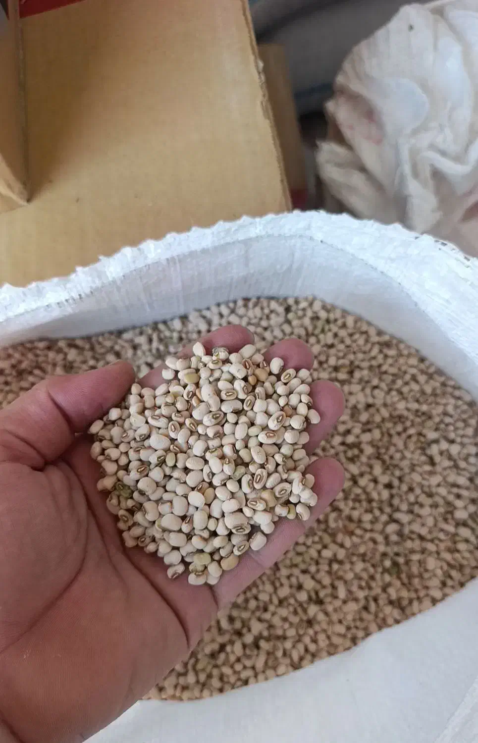 لوبیا پلو ریز نو و درجه یک|عمدهفروشی|قیروکارزین, |دیوار