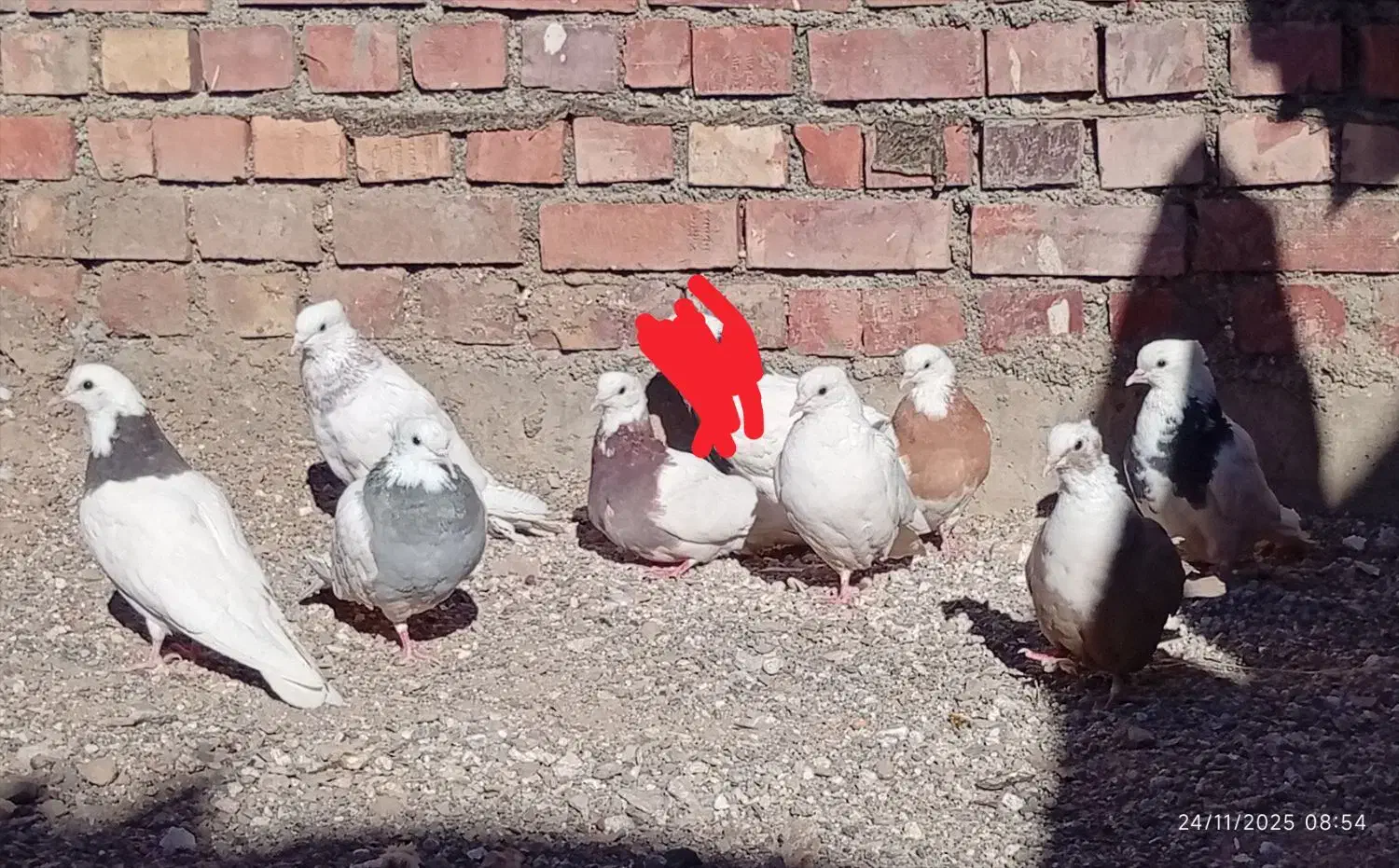 کفتر طوقی ...|پرنده|نهبندان, |دیوار