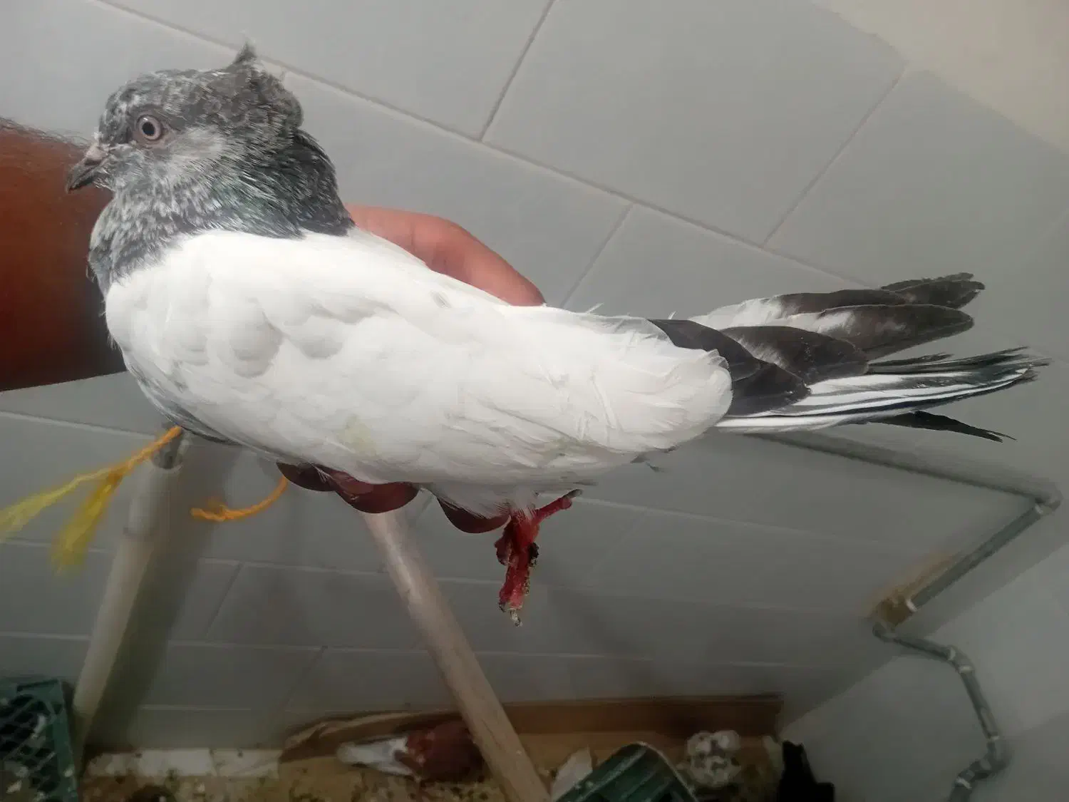 بشی گو|پرنده|مرند, |دیوار