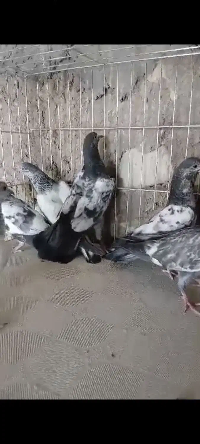 کبوتر چپرا پتی والا.تیدی.|پرنده|رویدر, |دیوار