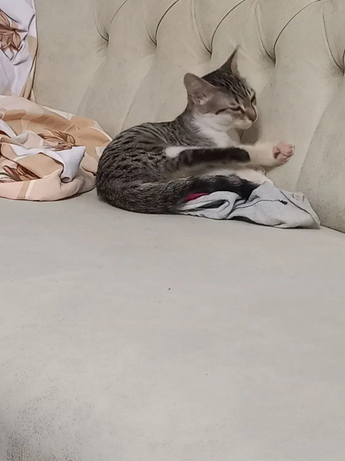 واگذاری سرپرستی گربه|گربه|قم, باجک یک|دیوار