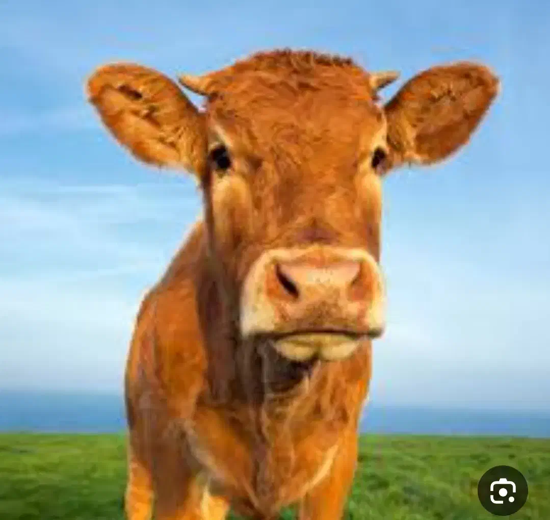 روغن حیوانی|خوردنی و آشامیدنی|فرخ‌شهر, |دیوار