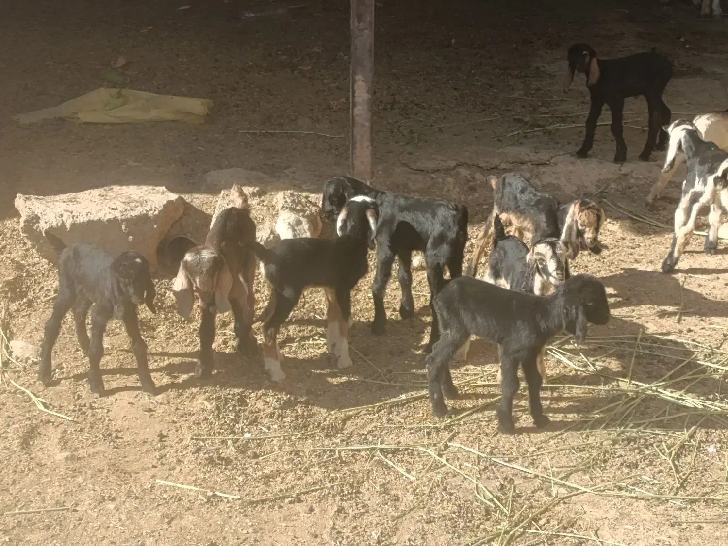 کهره شیری و بره شیری|حیوانات مزرعه|شیراز, بید زرد|دیوار