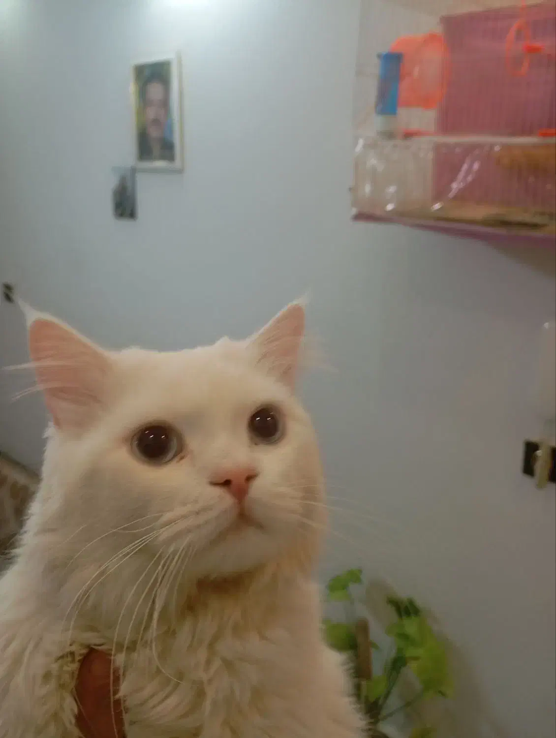 گربه پرشین|گربه|مشهد, مشکینی (شهرک غرب)|دیوار