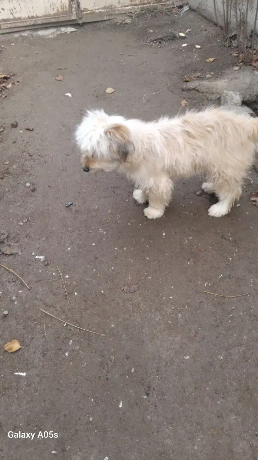 پاکوتاه حرف بلد|سگ|اردبیل, |دیوار