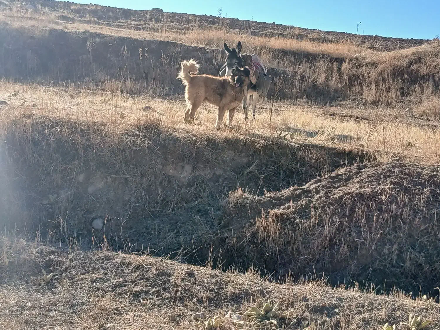 سگ گله ای|سگ|بستان آباد, |دیوار