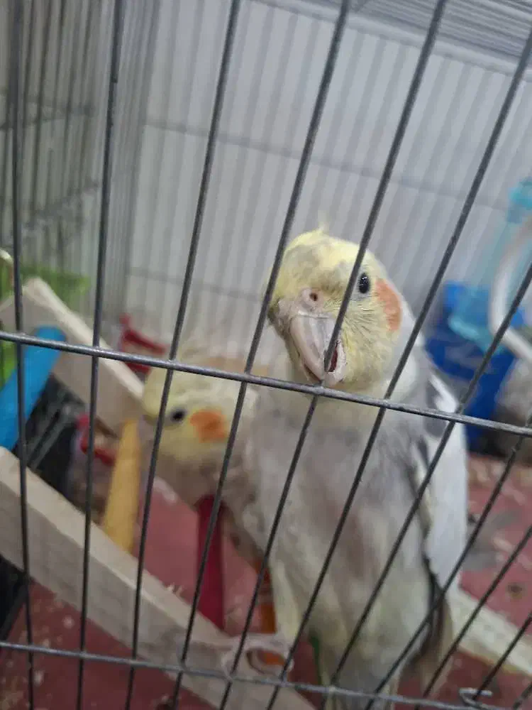 عروس هلندی نر و ماده|پرنده|قرچک, محمد آباد|دیوار