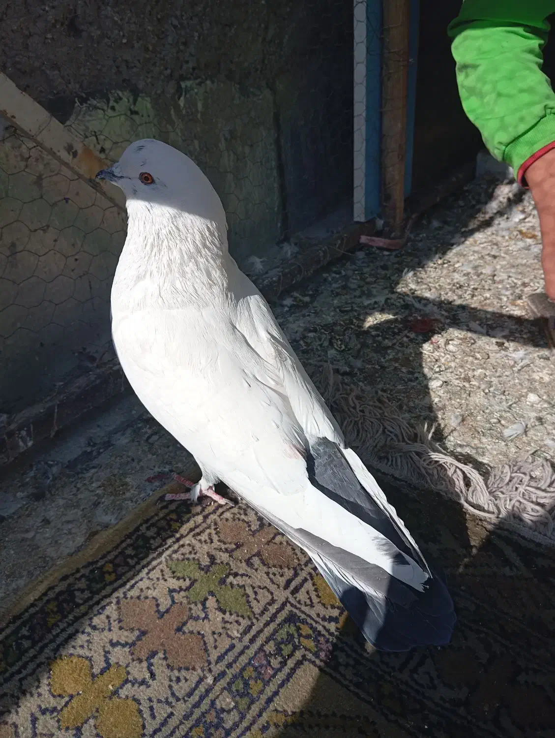 کبوتر هوایی|پرنده|بومهن, |دیوار