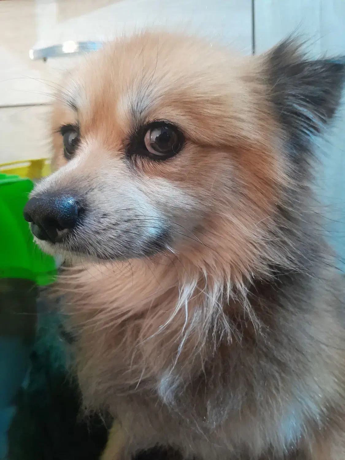 گمشده|حیوانات|تهران, مجیدآباد|دیوار