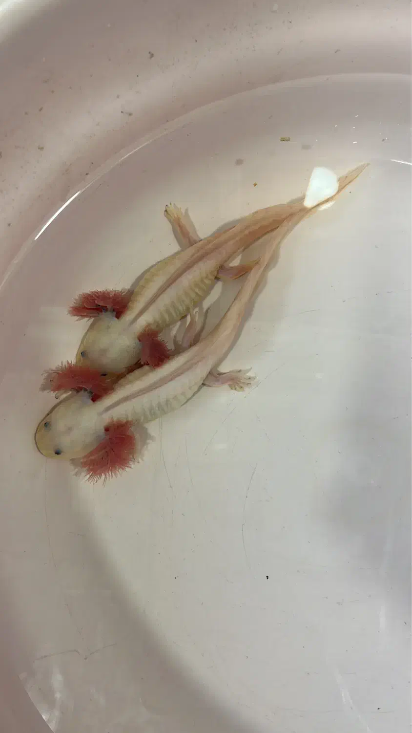 ماهی اکواریوم ماهی خندان|ماهی|تهران, سعیدآباد|دیوار