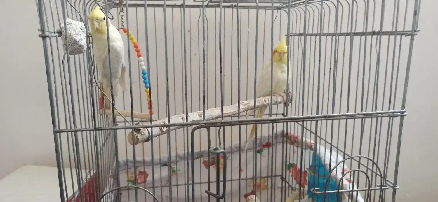 عروس هلندی|پرنده|شهریار, یوسف آباد صیرفی|دیوار