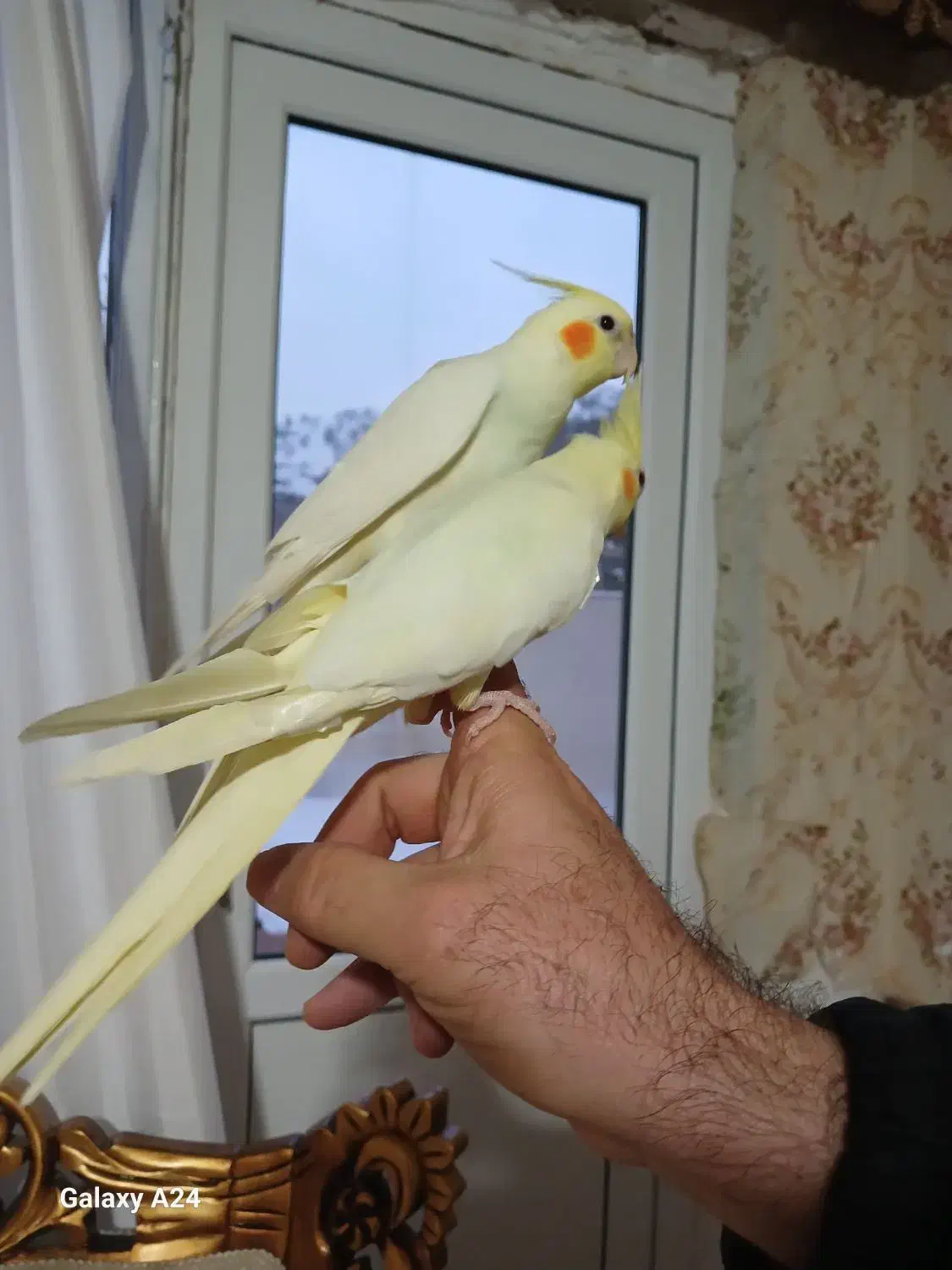 پرنده|پرنده|مریوان, |دیوار