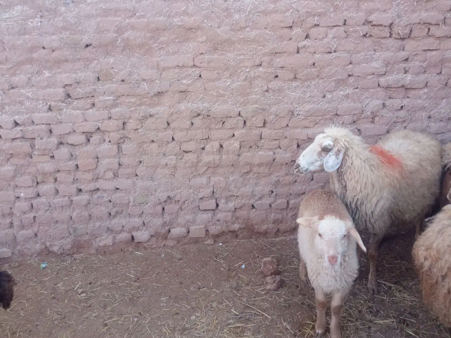 میش وبره|حیوانات مزرعه|تربت جام, جامرود|دیوار