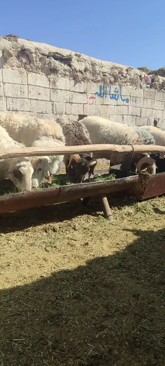 انواع شیک و بره قوچ میش رون|حیوانات مزرعه|بردسیر, |دیوار