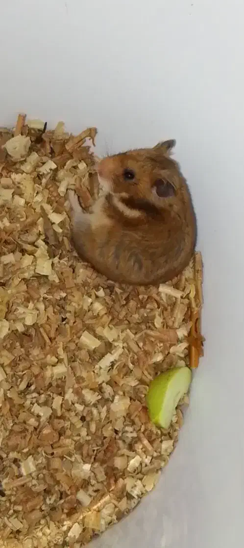 فروش استثنایی همستر همه نژادها فقط تماس|موش و خرگوش|علی‌آباد کتول, |دیوار