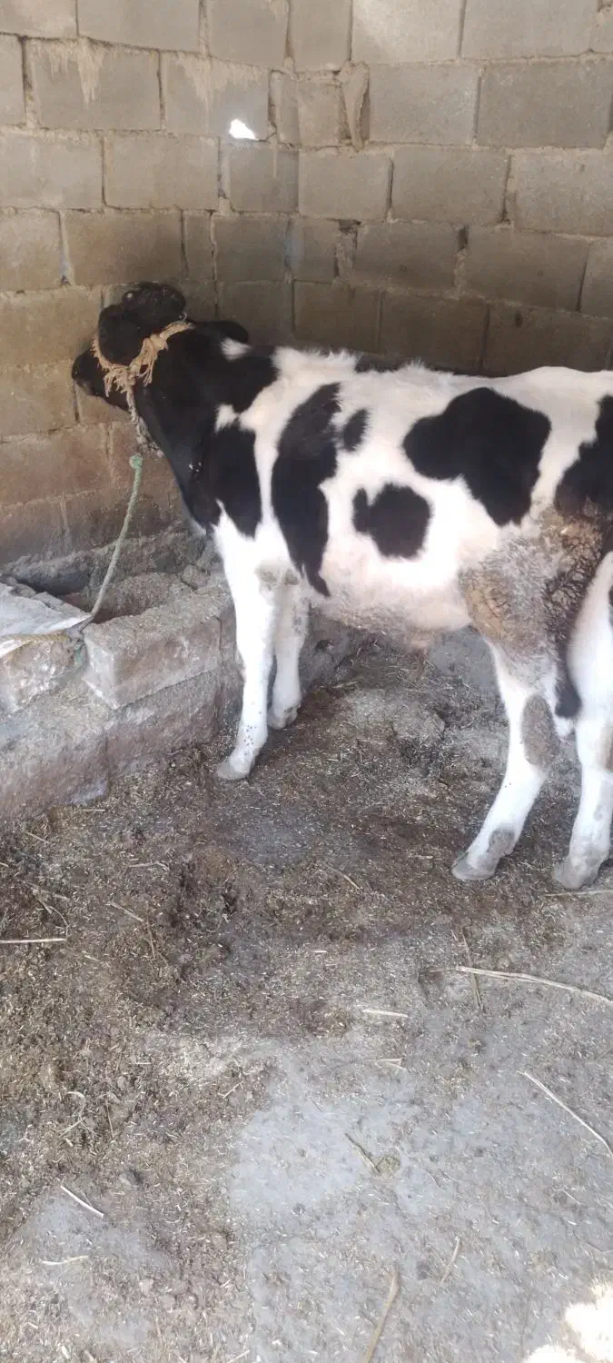 گوساله نر هلشتاین آمریکایی اصل|حیوانات مزرعه|مینودشت, |دیوار