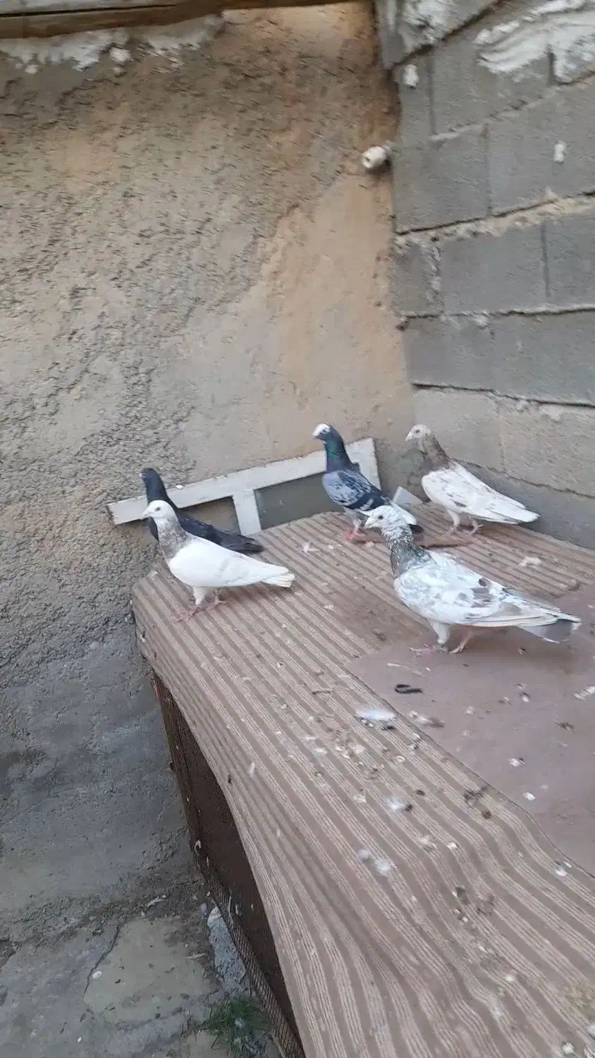 پرنده|پرنده|امیدیه, |دیوار