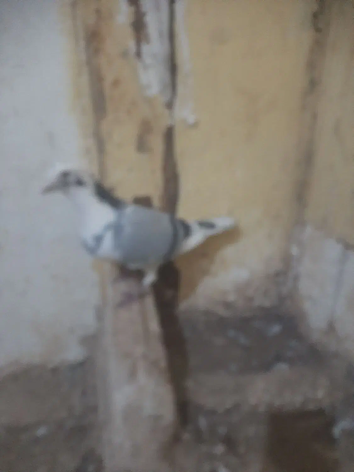 پلنگ سبز نر ساده سبز ماده پرشی|پرنده|مشهد, قائم|دیوار