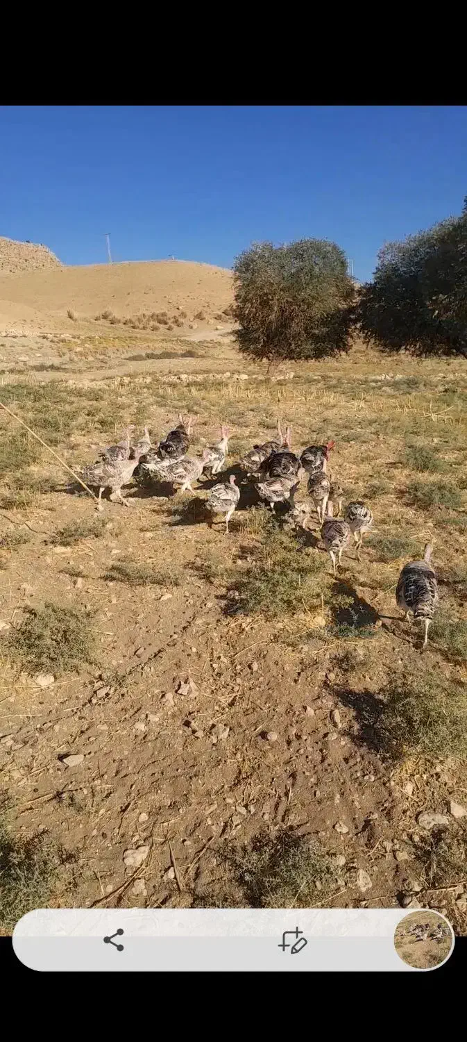 ۲۲ عدد بوقلمون نرو ماده یه جا میفروشم|حیوانات مزرعه|کوهدشت, |دیوار