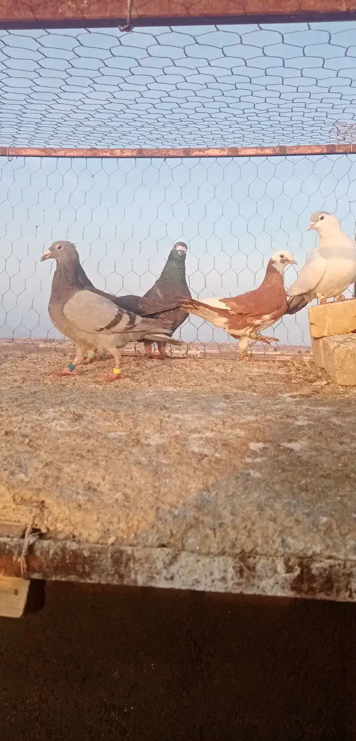 ۶عدد کفتر هوای نر|پرنده|تربت‌حیدریه, مورشک|دیوار